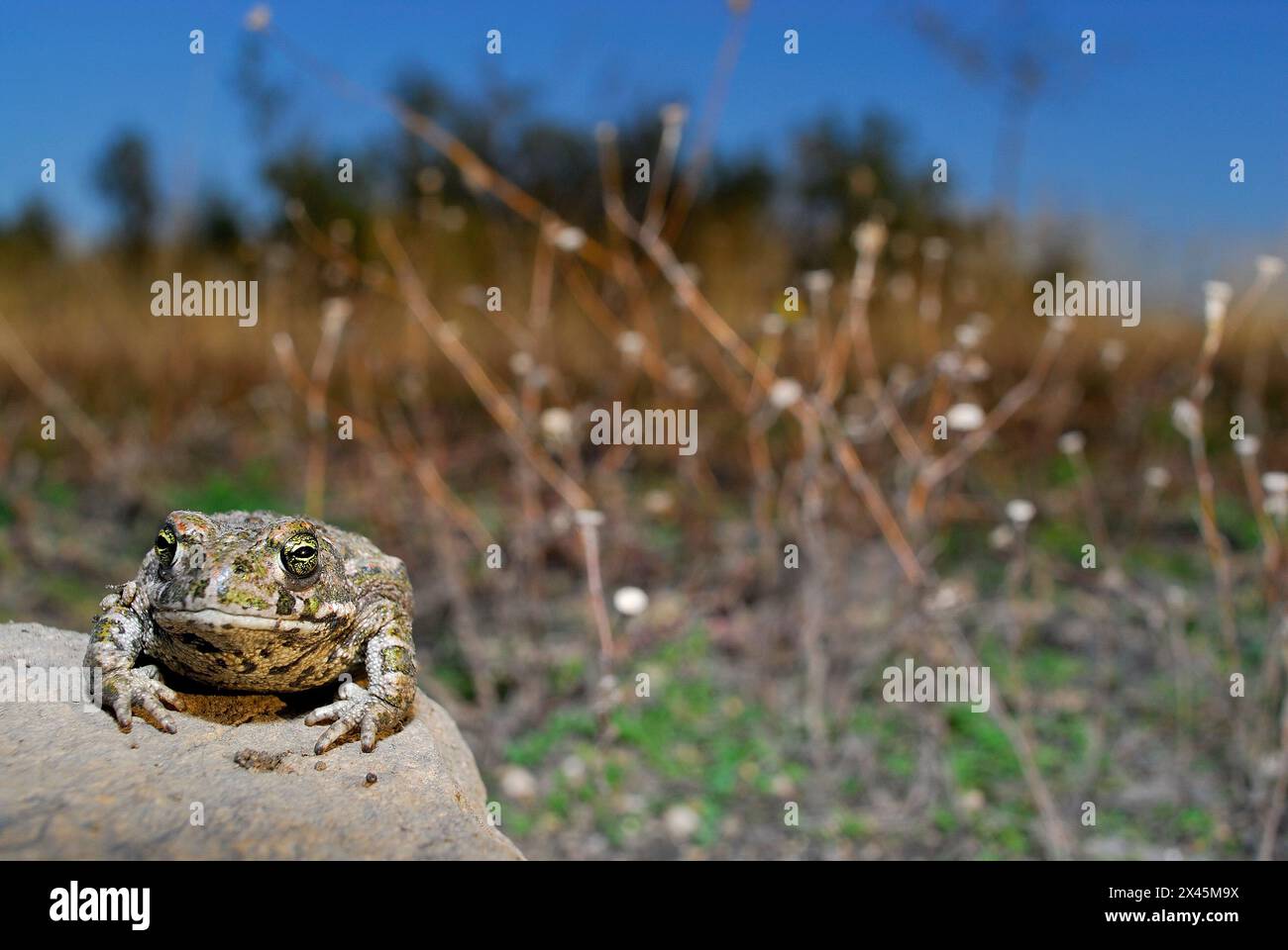 Natterjack toad (Epidalea calamita) in Valdemanco, Madrid, Spain Stock Photo