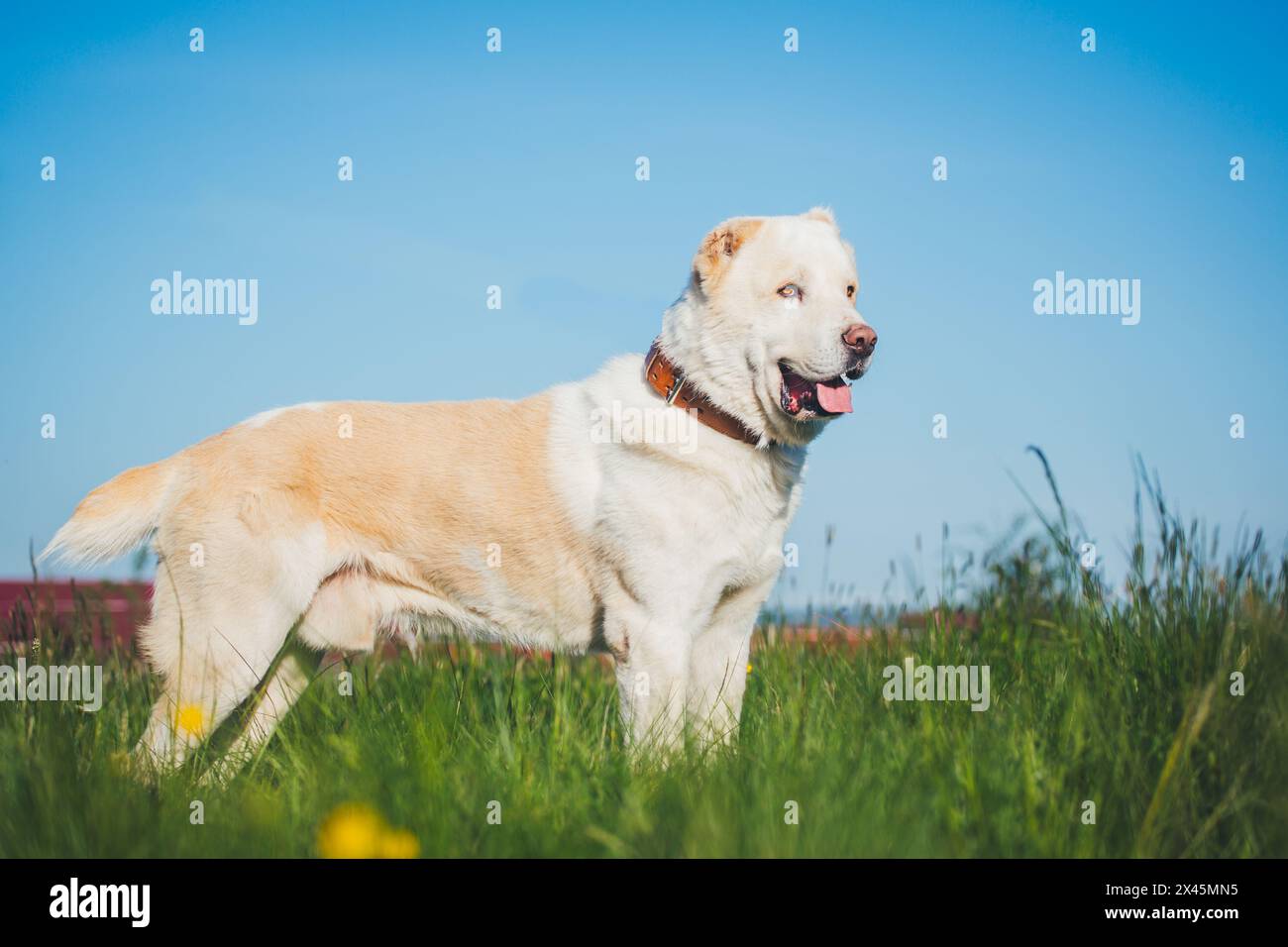 Central Asian Ovcharka (Alabai Stock Photo - Alamy