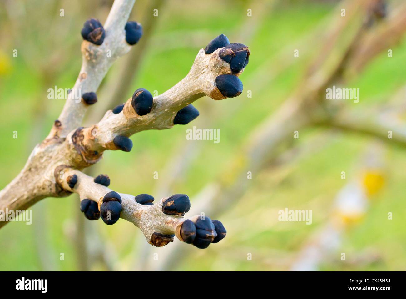 Ash (fraxinus excelsior), close up of the black leaf buds of the common tree. Stock Photo