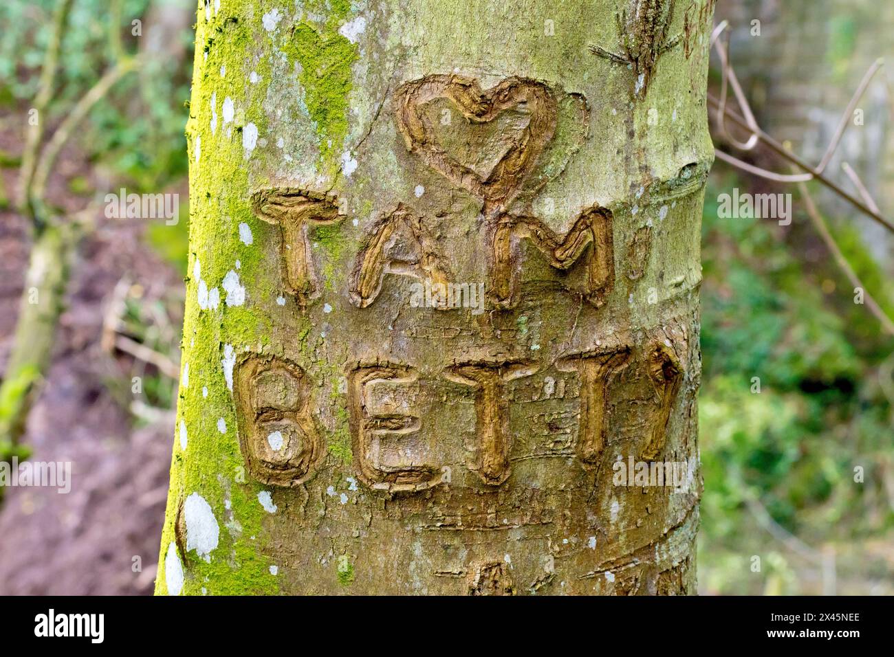 Close up of two peoples names and a heart carved into the bark of a young tree as a sign of love and togetherness. Stock Photo
