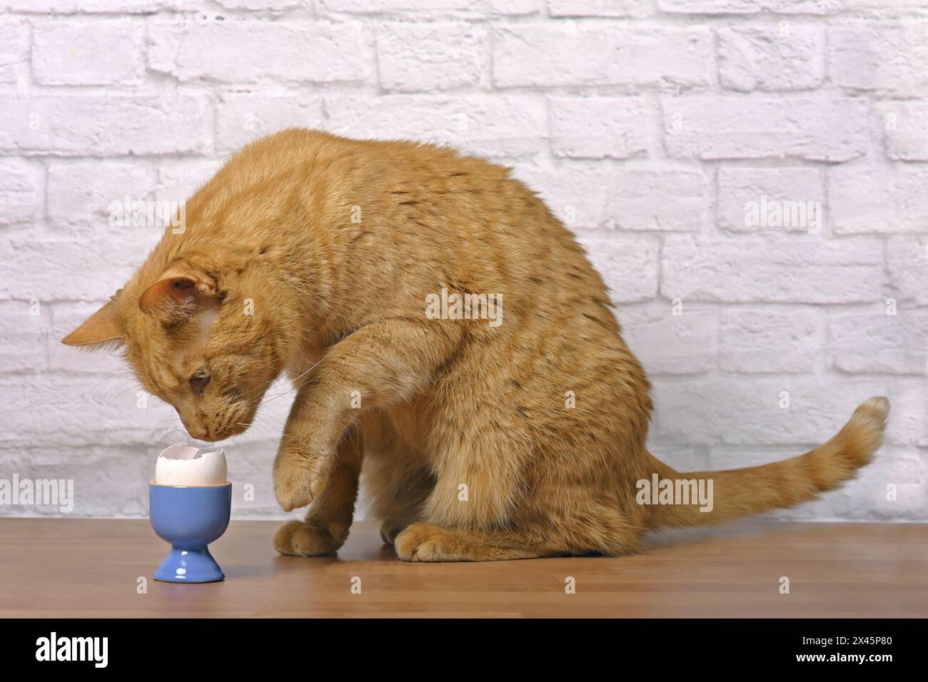 Funny red cat looking curioius to a boiled egg in a blue eggcup on the table. Stock Photo