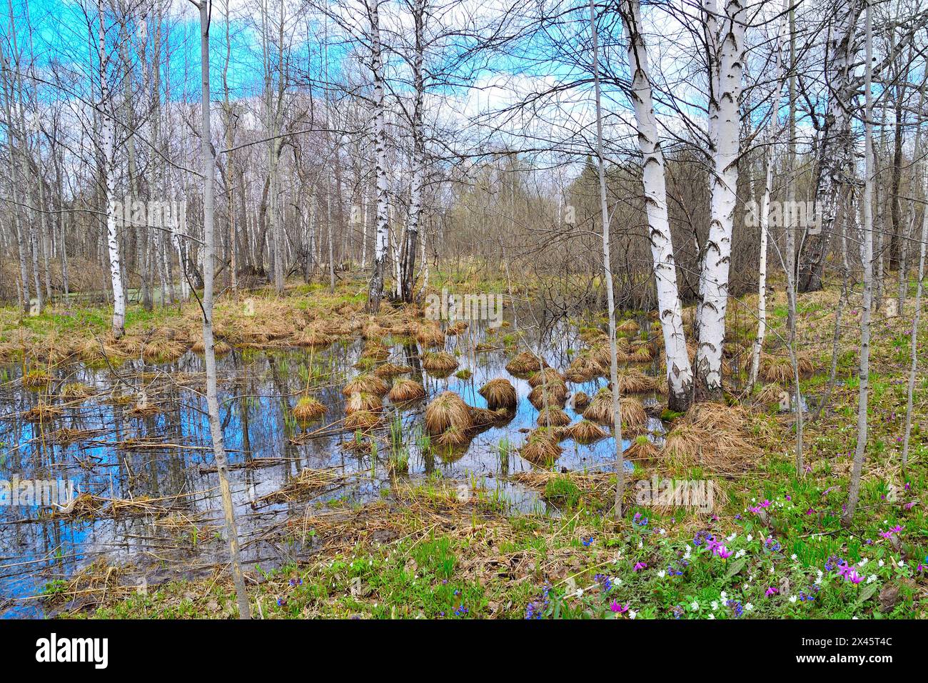 Picturesque early spring landscape in birch grove with first white, blue and purple wildflowers on forest glade, leafless trees and blue sky reflected Stock Photo
