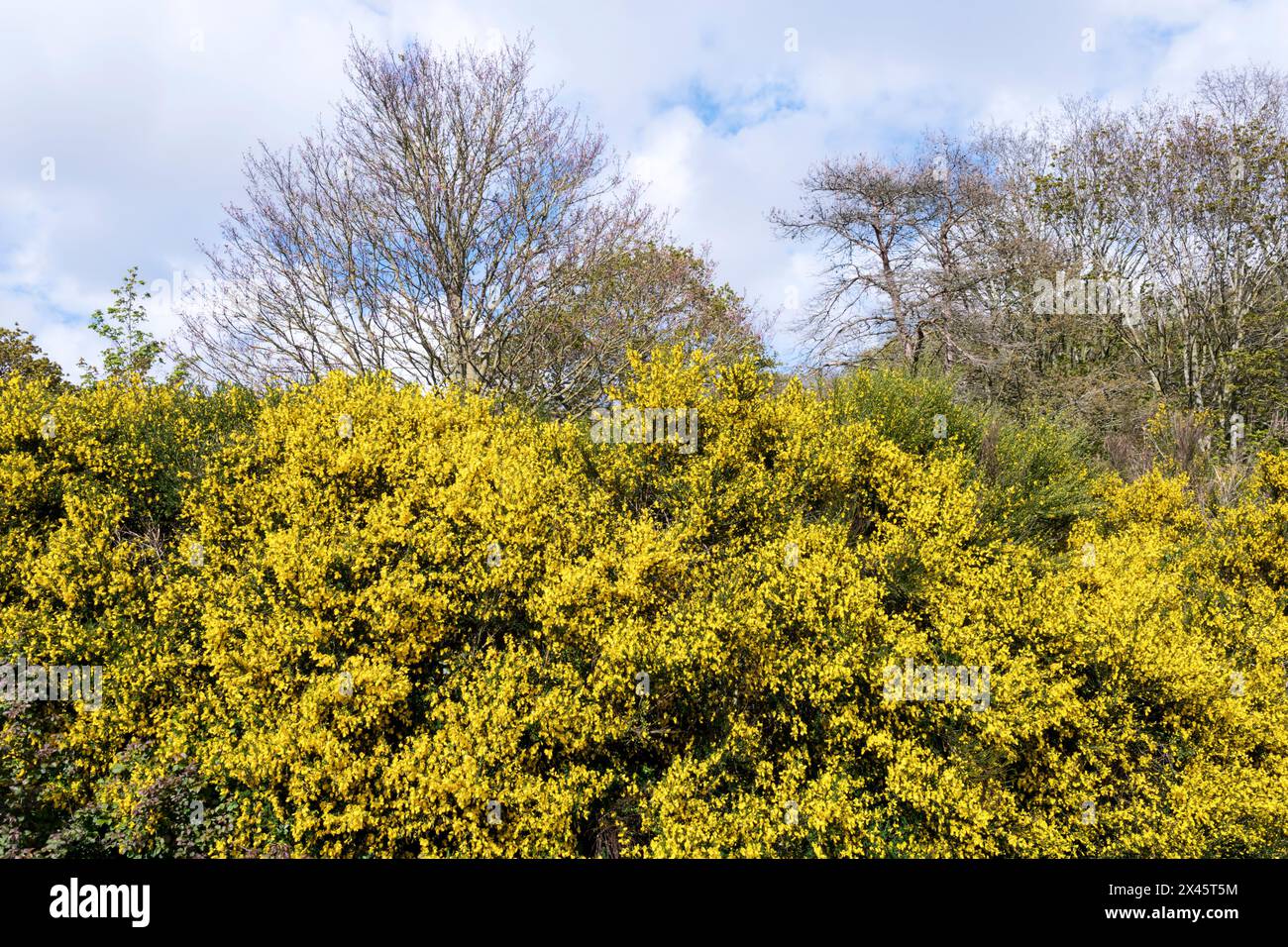 Gorse in flower in Norfolk during April. Stock Photo