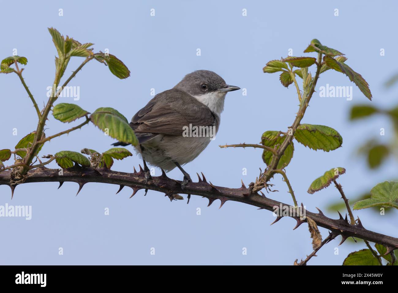 Lesser Whitethroat perched on a bramble showing it's back plumage Stock Photo