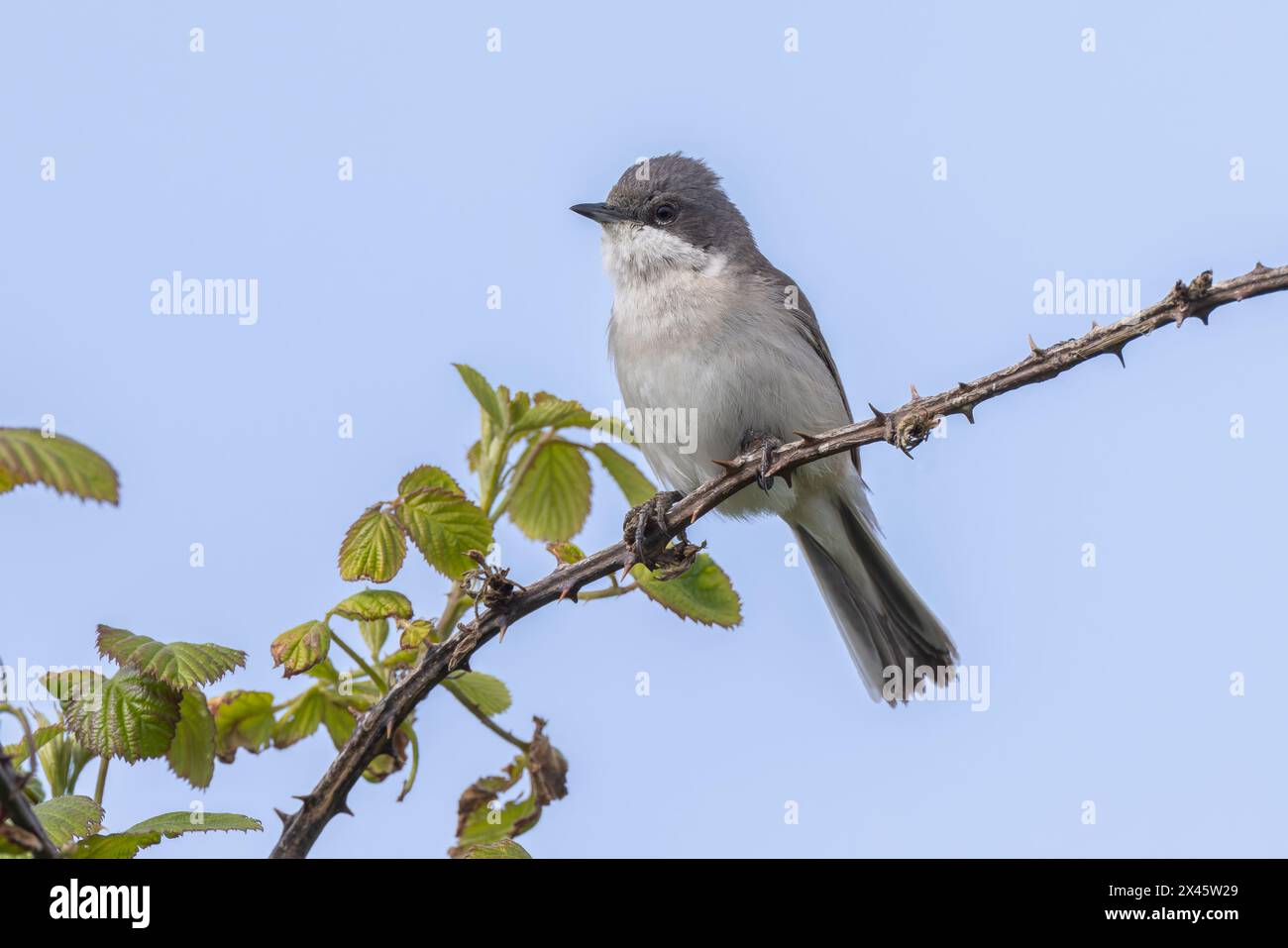 Lesser Whitethroat perched on a high bramble Stock Photo