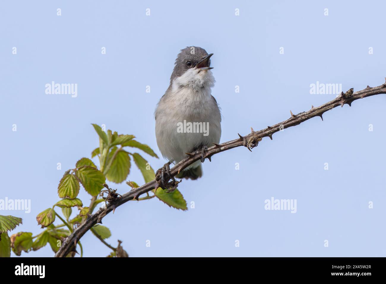 Lesser Whitethroat singing from a high bramble Stock Photo