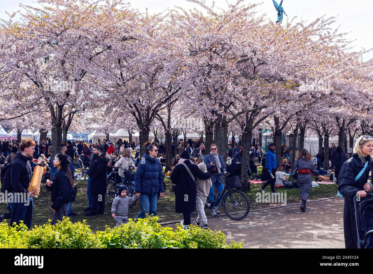 Cherry Blossom in Langelinie park. Crowd of people in the park at the sakura festival in Copenhagen, Denmark Stock Photo