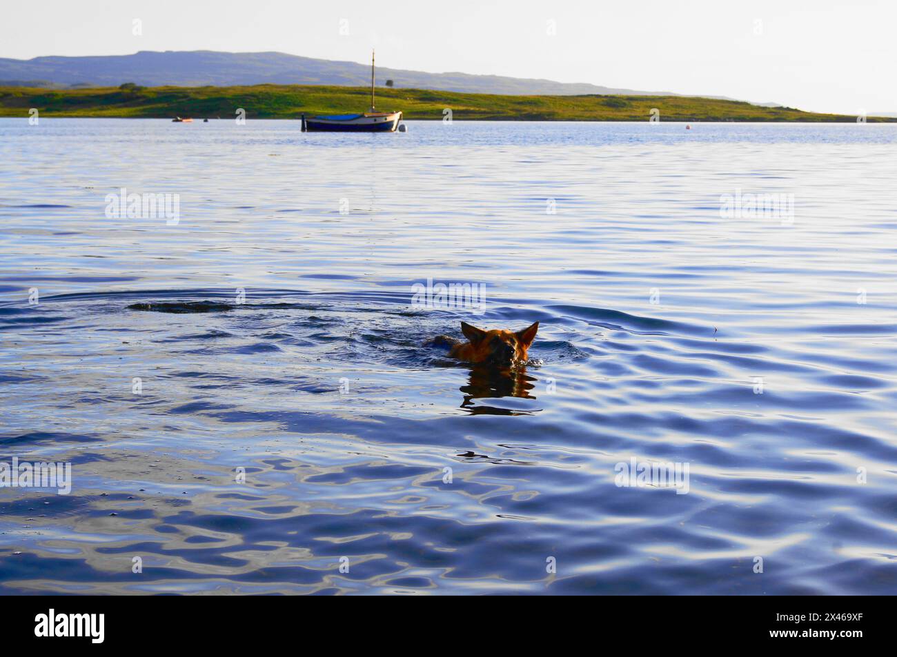 German Shepherd Swimming in Loch Beg on the Isle of Mull, Scotland, UK Stock Photo