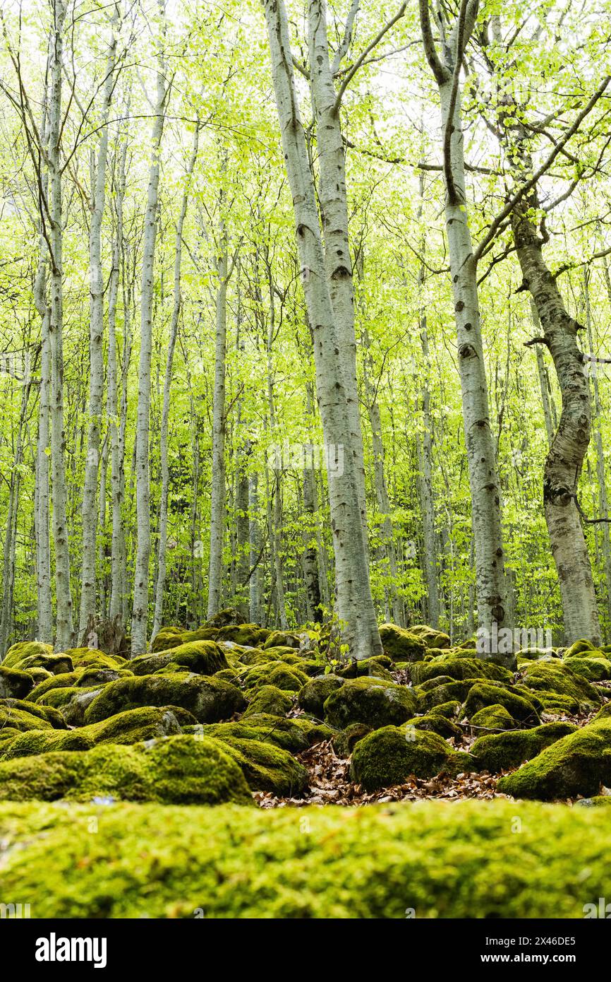 Dense forest tall trees hi-res stock photography and images - Alamy