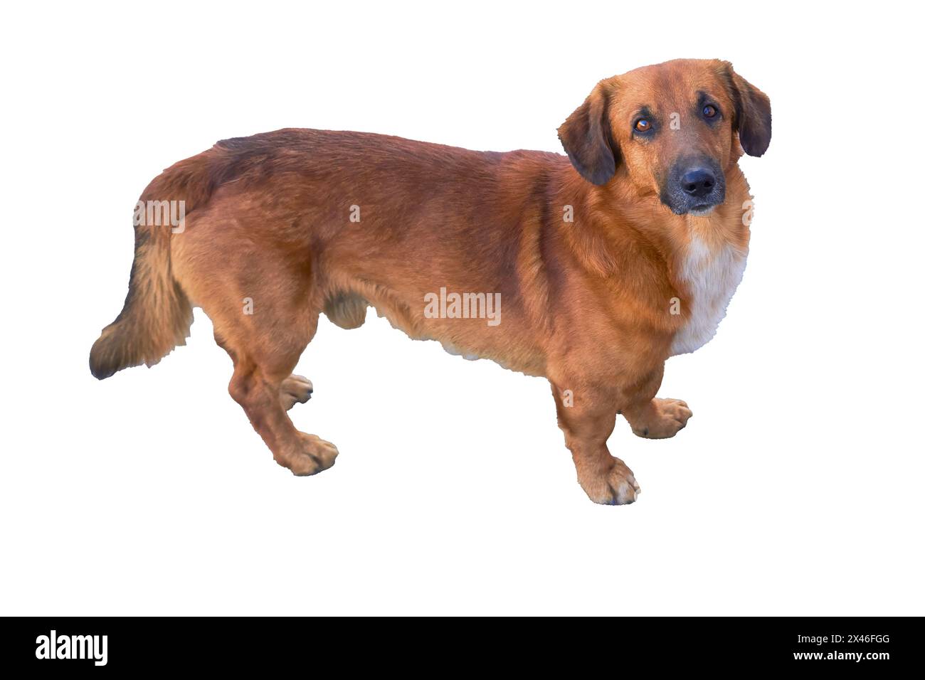 Mixed dachshund with a red mongrel isolate on a white background close-up. Stock Photo