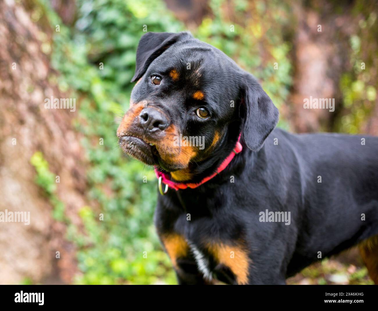 A friendly purebred Rottweiler dog listening with a head tilt Stock Photo