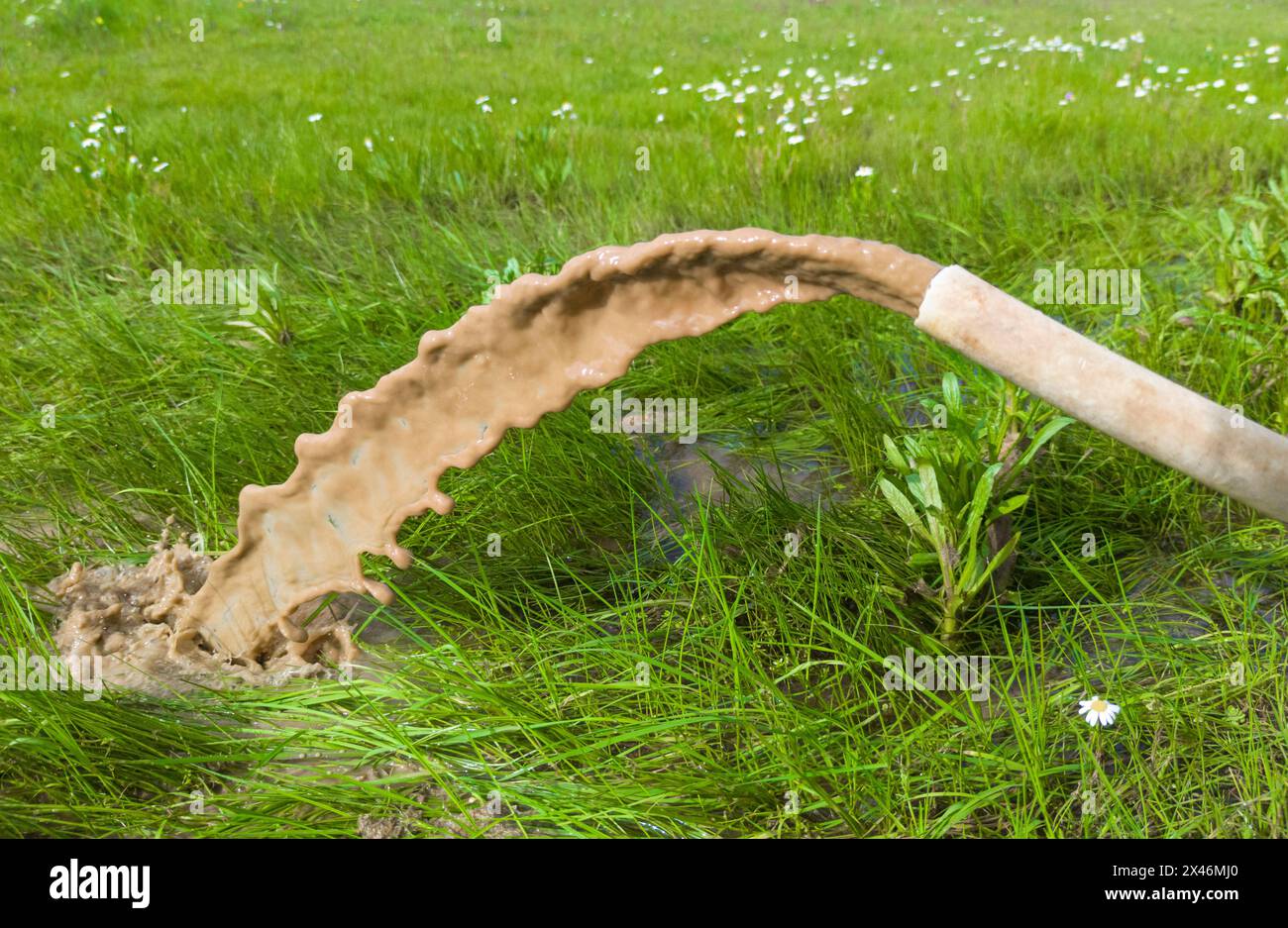 Hose expelling muddy water on a green meadow. Selective focus Stock Photo