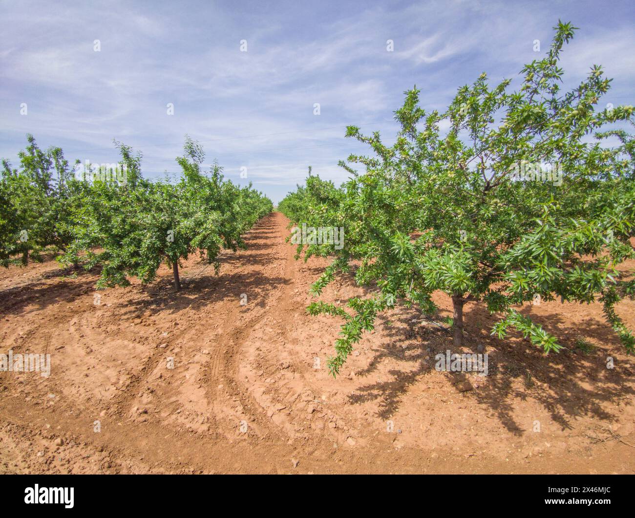 Almond tree plantation on springtime. Tierra de Barros, unique red soil, Extremadura, Spain Stock Photo