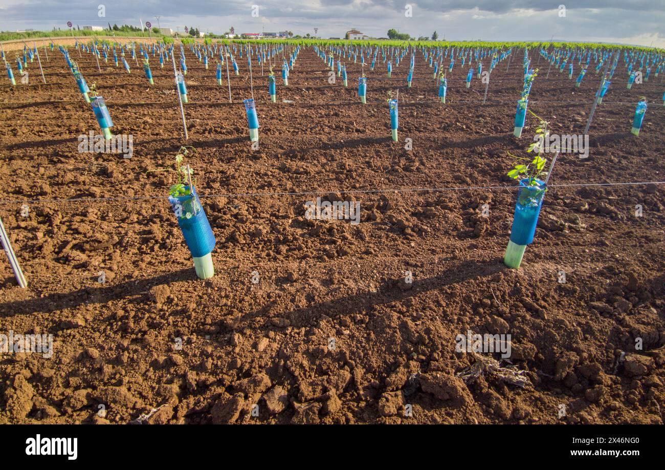 Plants protected by treeguard and vine protection sleeve against animals and herbicides Stock Photo