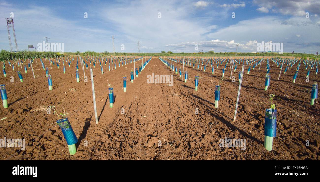 Plants protected by treeguard and vine protection sleeve against ...