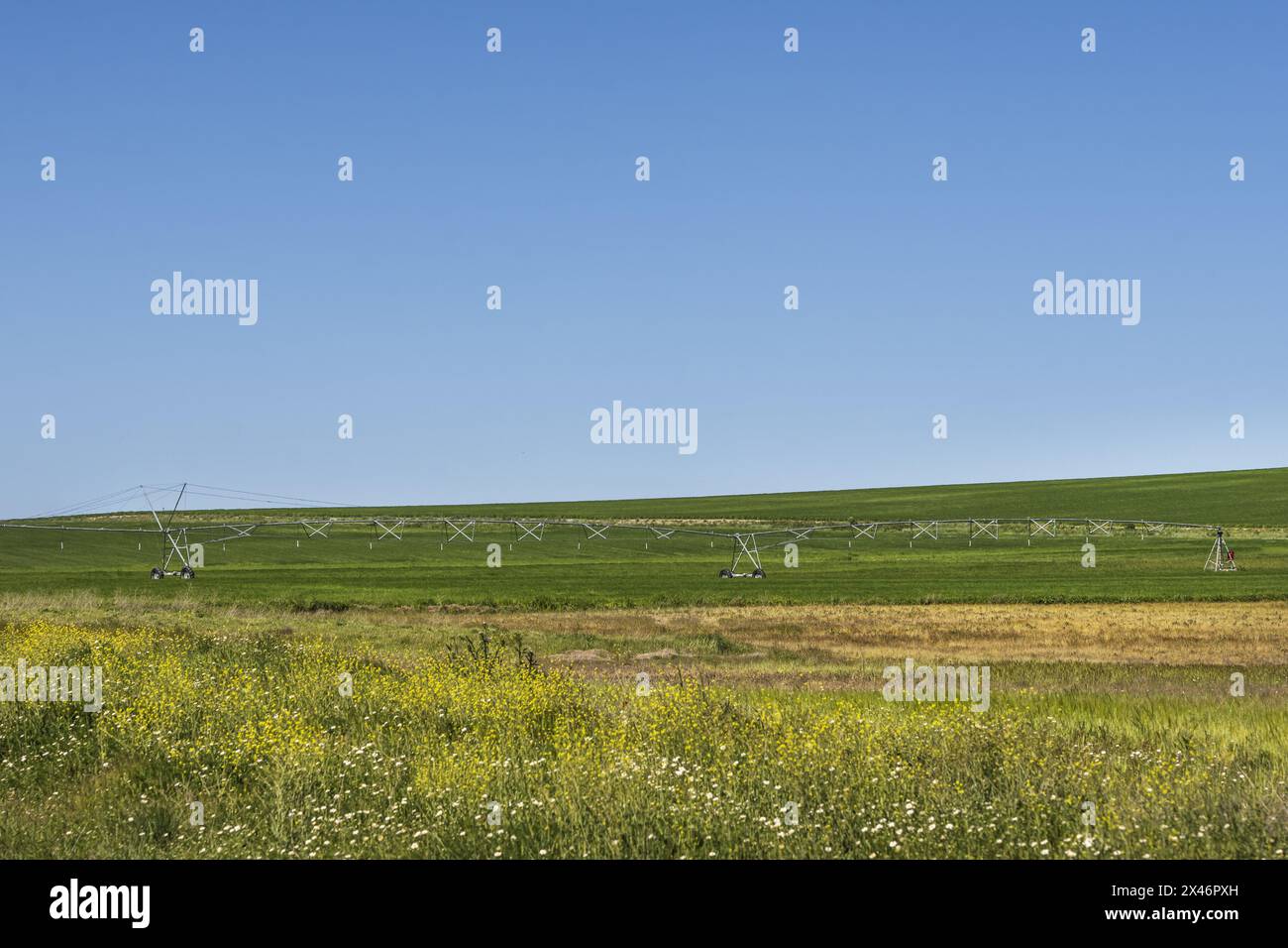 As the linear irrigation system slowly progresses, it dispenses water through the sprinklers or drip emitters Stock Photo