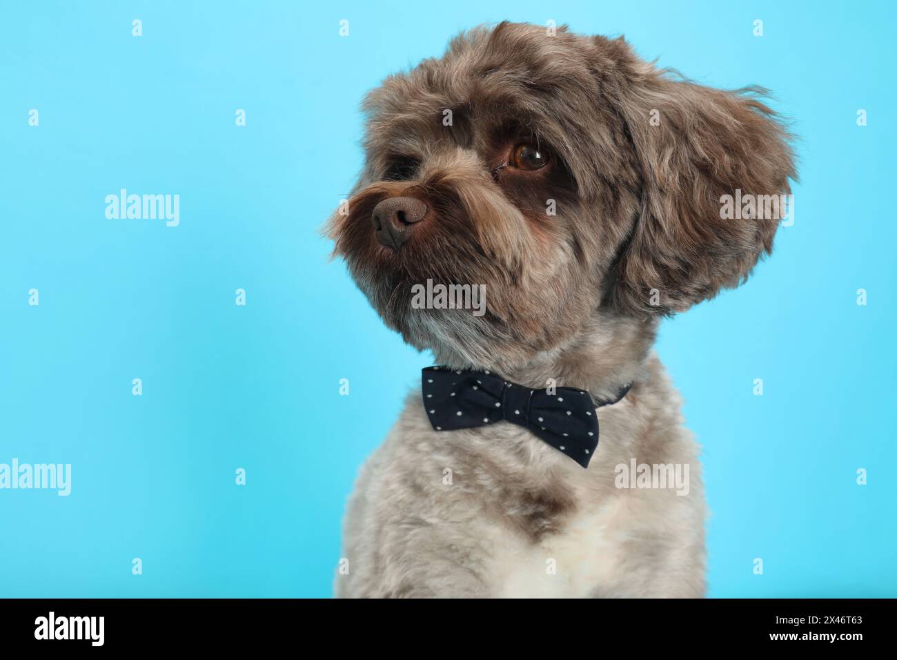 Cute Maltipoo dog with bow tie on light blue background. Lovely pet ...