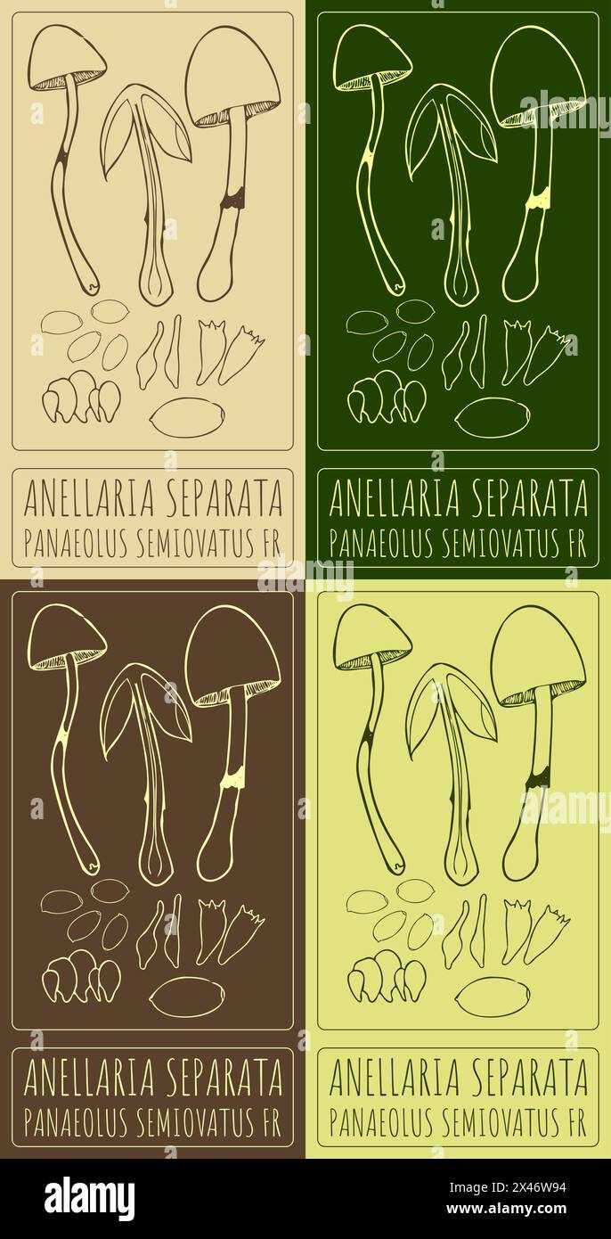 Set of vector drawing ANELLARIA SEPARATA in various colors. Hand drawn illustration. The Latin name is PANAEOLUS SEMIOVATUS FR. Stock Vector