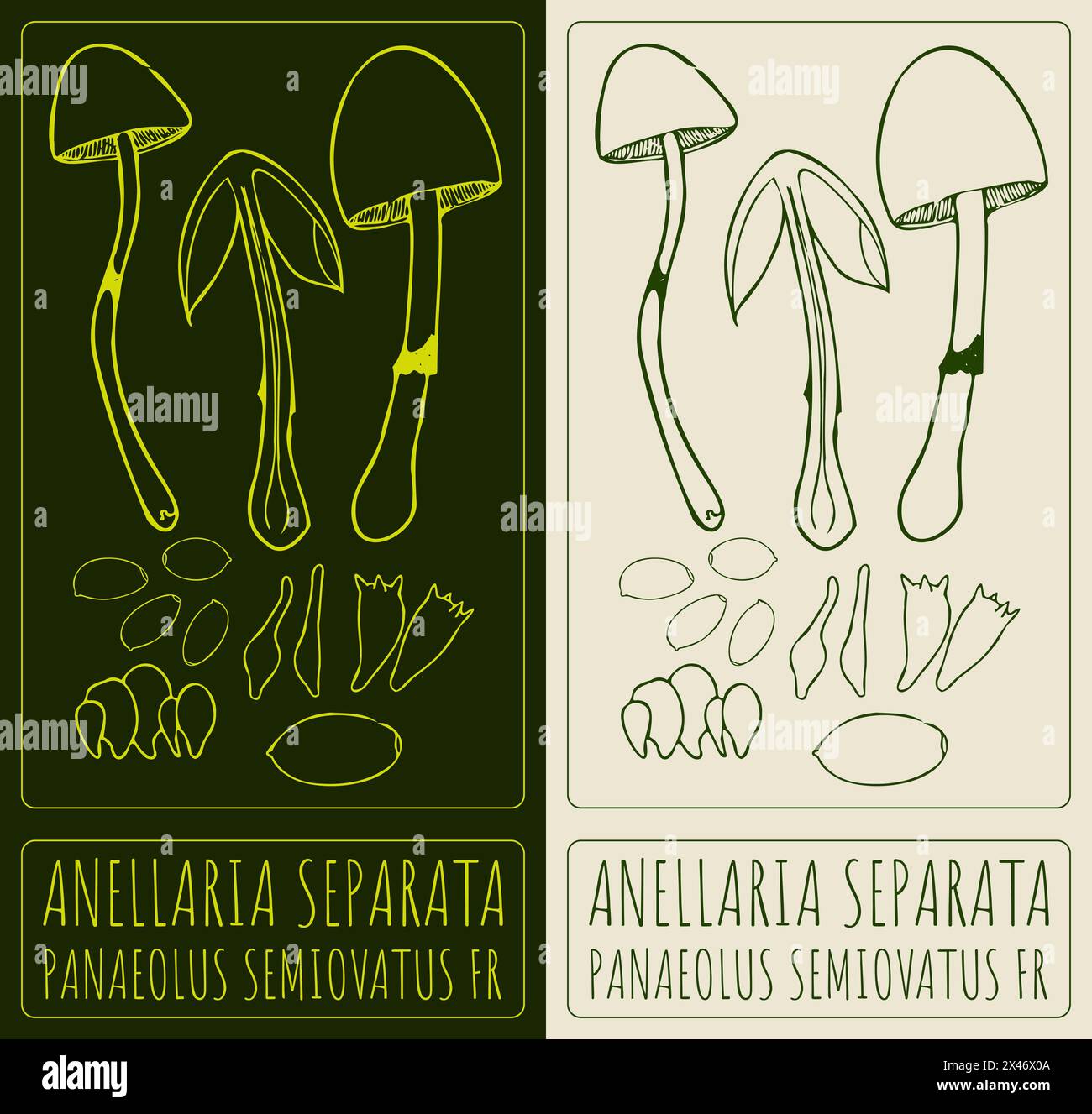 Vector drawing ANELLARIA SEPARATA. Hand drawn illustration. The Latin name is PANAEOLUS SEMIOVATUS FR. Stock Vector