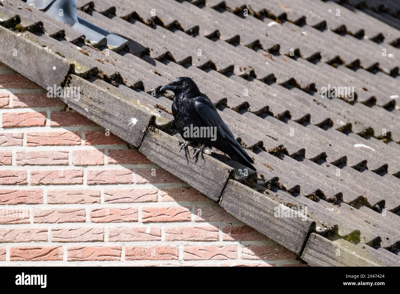 Ein Rabe auf einem Dach in Aachen am 29. April 2024. GERMANY - AACHEN ...