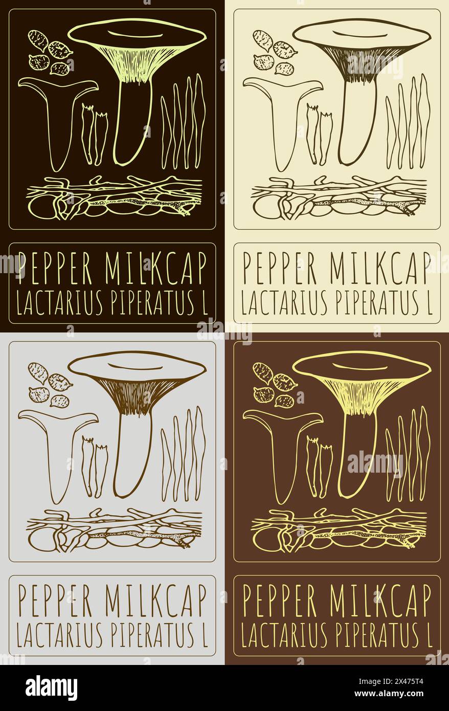 Set of vector drawing PEPPER MILKCAP in various colors. Hand drawn illustration. The Latin name is LACTARIUS PIPERATUS L. Stock Vector