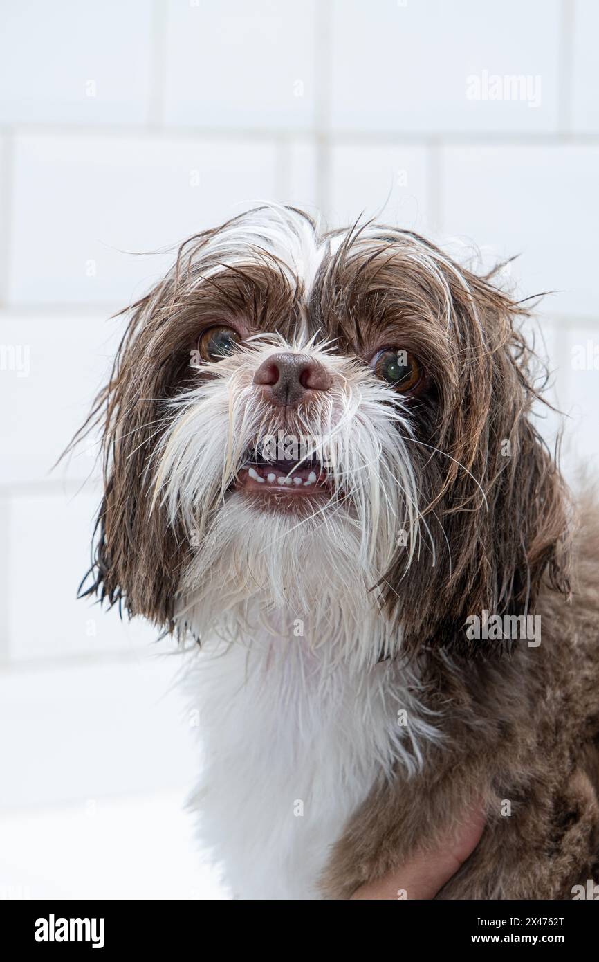 two-and-a-half-year-old-brown-and-white-shih-tzu-receiving-pet-groomed