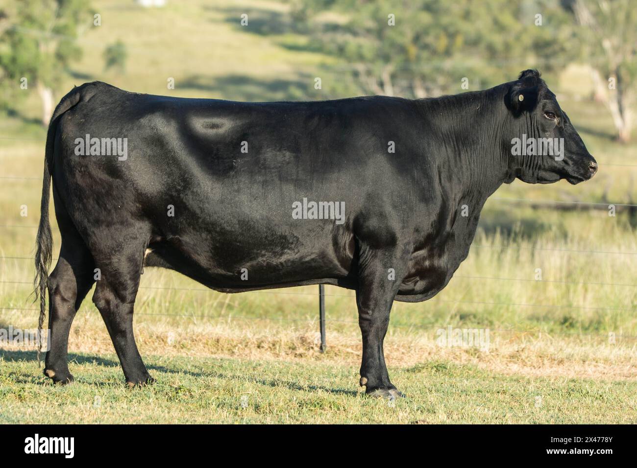 black angus stud cow in the field Stock Photo