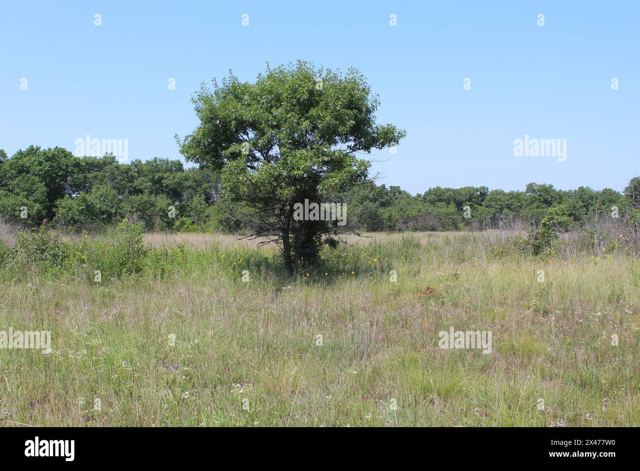 Single oak in a savanna at Illinois Beach State Park in Zion Stock Photo