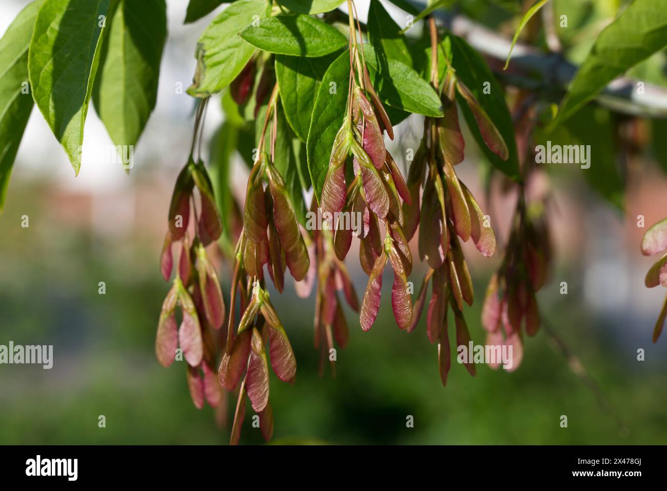 boxelder maple, Acer negundo spring fruits closeup selective focus Stock Photo