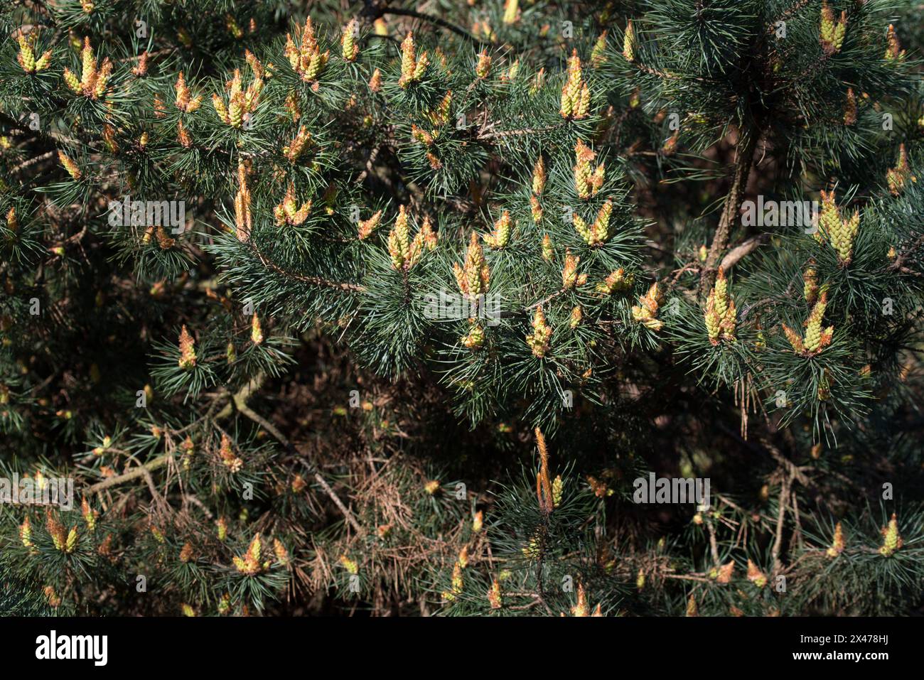 Spring flowering pine tree, Pinus sylvestris on sunny day Stock Photo