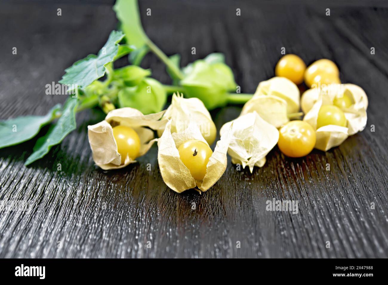 Physalis ripe yellow, twig with green leaves on the background of a wooden board Stock Photo