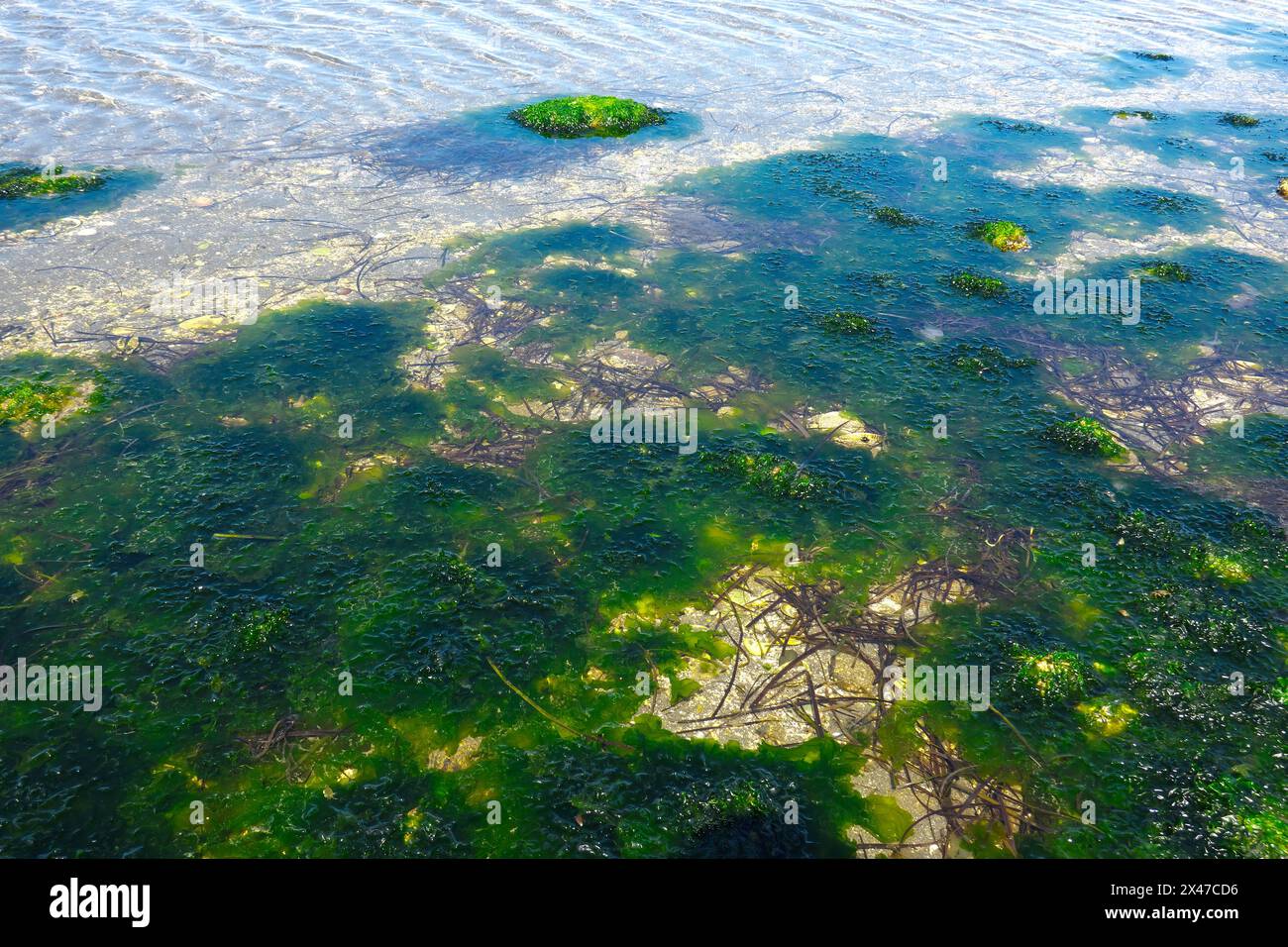 Seaweed, Common Green Algea, Sea Lettuce (Ulva lactuca) - found growing in shallow water during low tide at Crescent Beach, B. C., Canada. Stock Photo