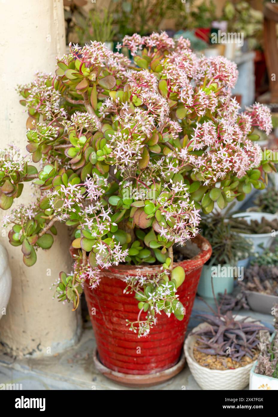 Crassula ovata blooming succulent plant in garden in red pot Stock Photo