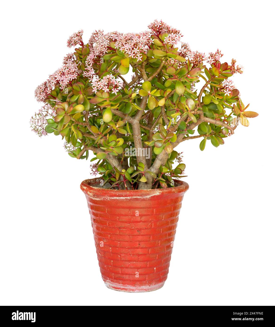 Crassula Ovata plant isolated on white background Stock Photo