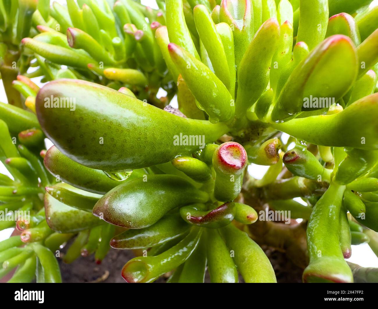Crassula ovata Gollum Crassula ovata gollum succulent with tubular, trumpet shaped leaves and red tops closeup view Stock Photo