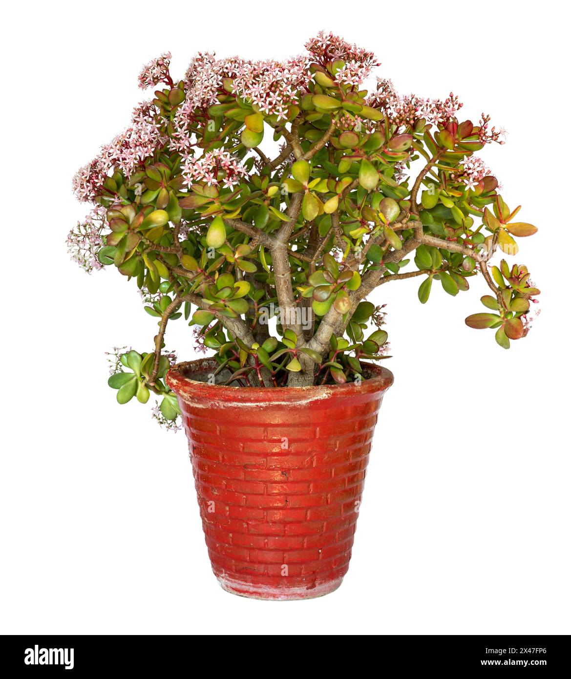 Crassula Ovata jade blooming plant in red flowerpot isolated on white background Stock Photo