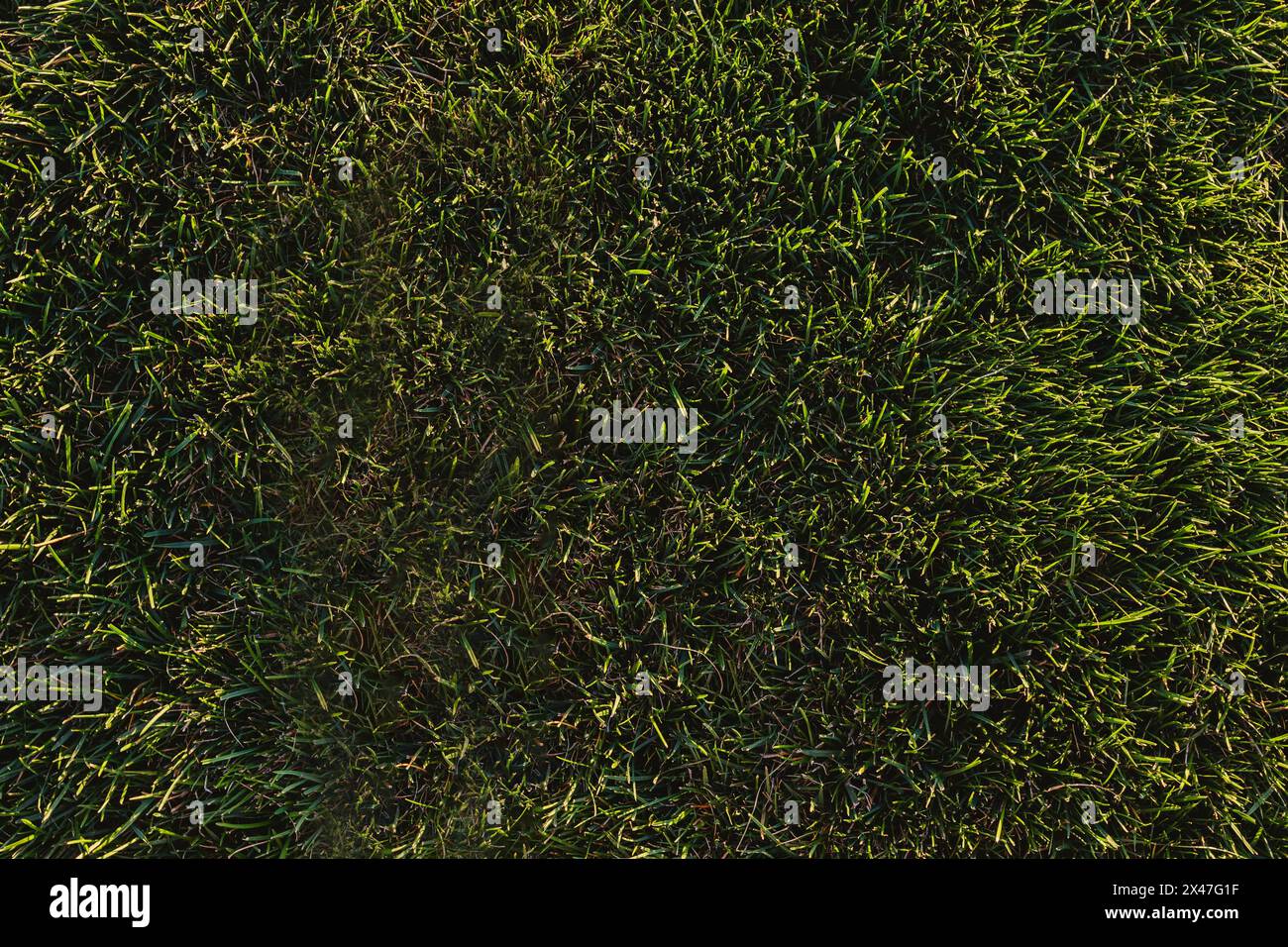 Green cut grass texture, green nature background Stock Photo