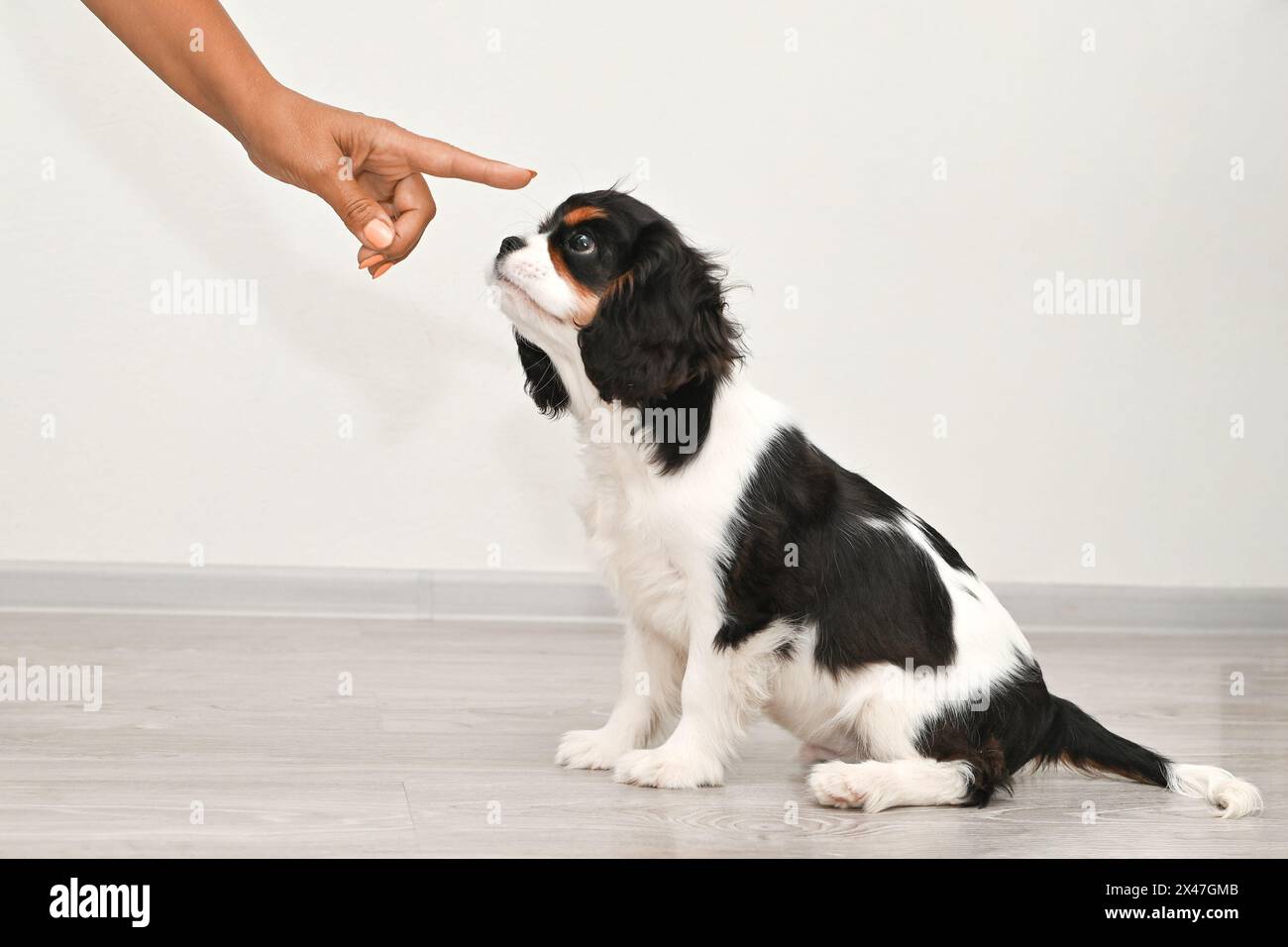 Cute Cavalier King Charles Spaniel puppy with black and white fur ...