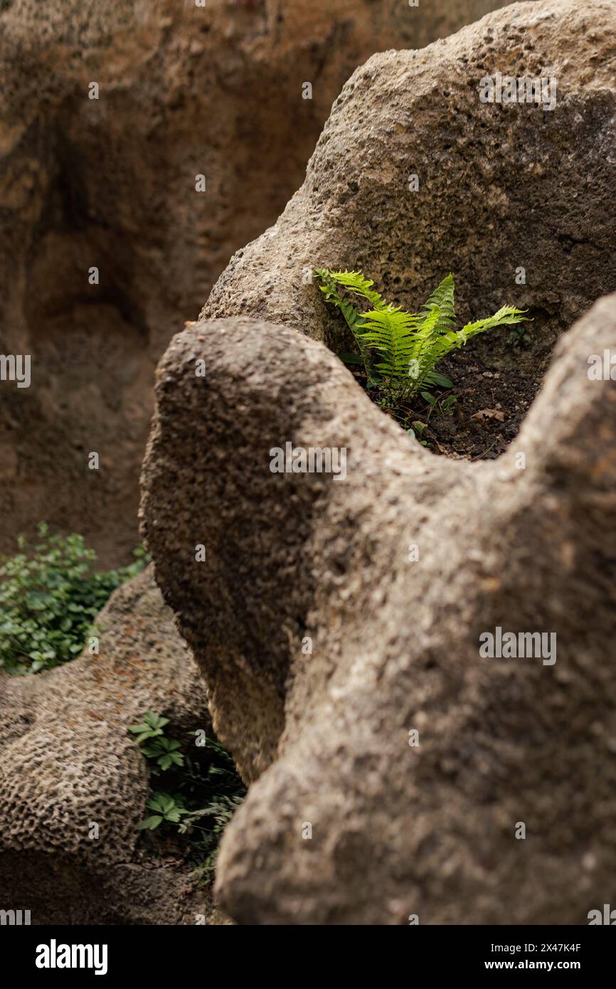 Growing Rocks A green plant growing out of rocks Stock Photo - Alamy