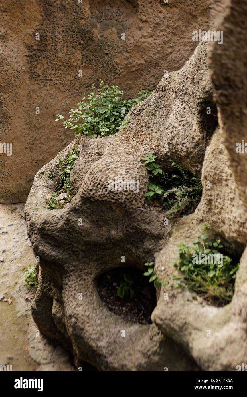 A detailed view of rocks with plants growing from them Stock Photo - Alamy