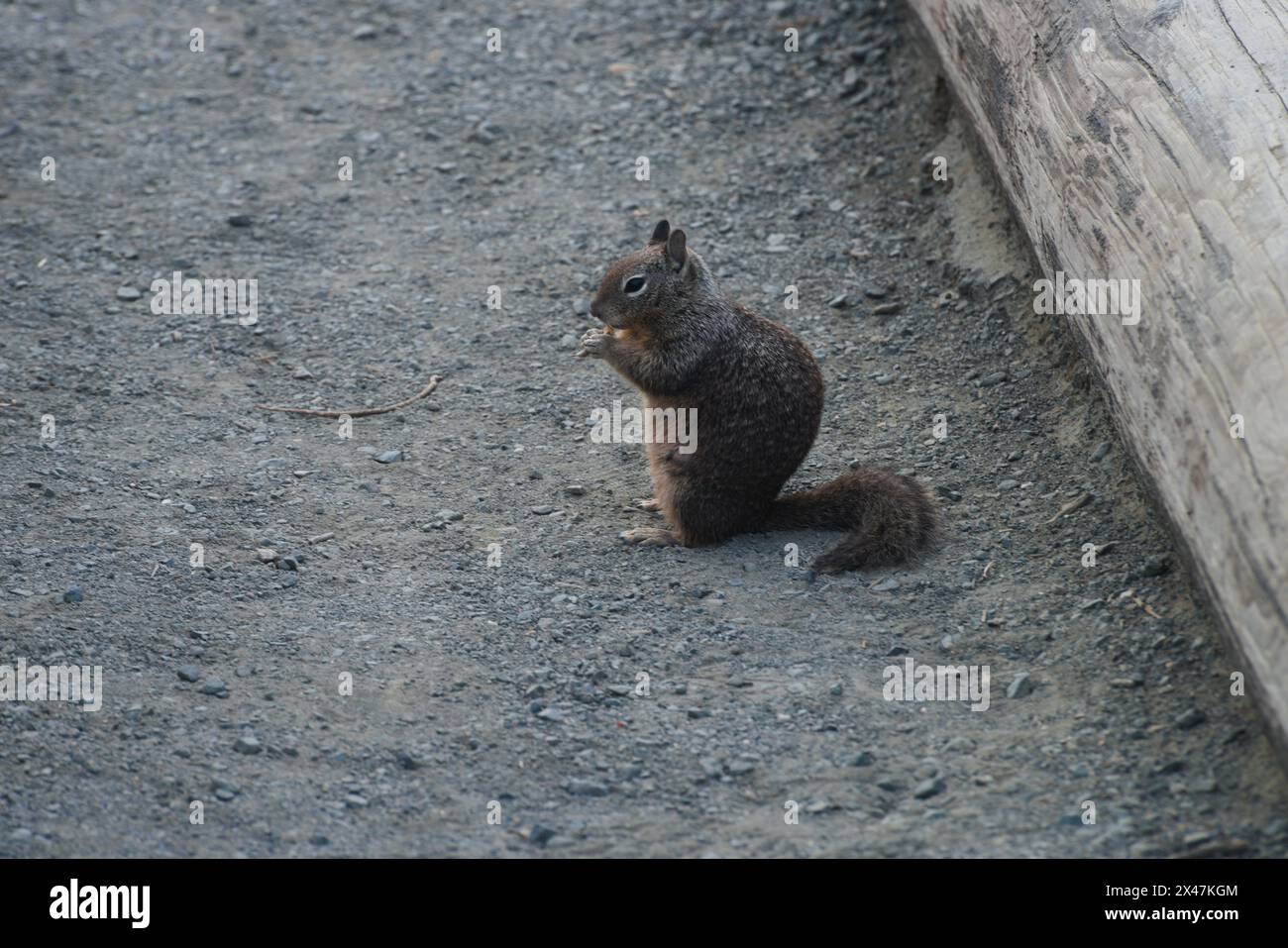 Cute & adorable brown ground squirrel eat food, at observation area of elephant seal sanctuary. Top travel destination Sam Simeon, CA. Stock Photo