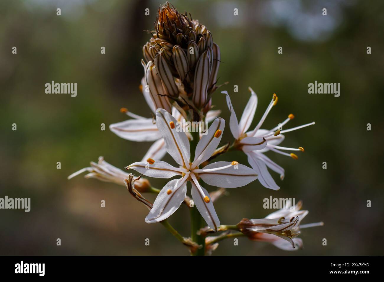 Flower head of the branched asphodel (Asphodelus ramosus), Cyprus Stock Photo