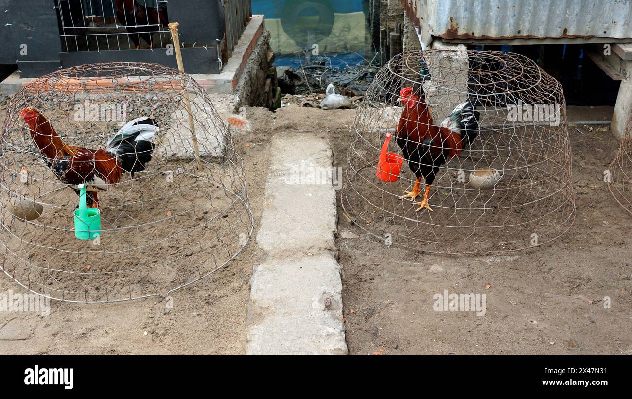 chicken in a cage in fisherman village on phu quoc island Stock Photo