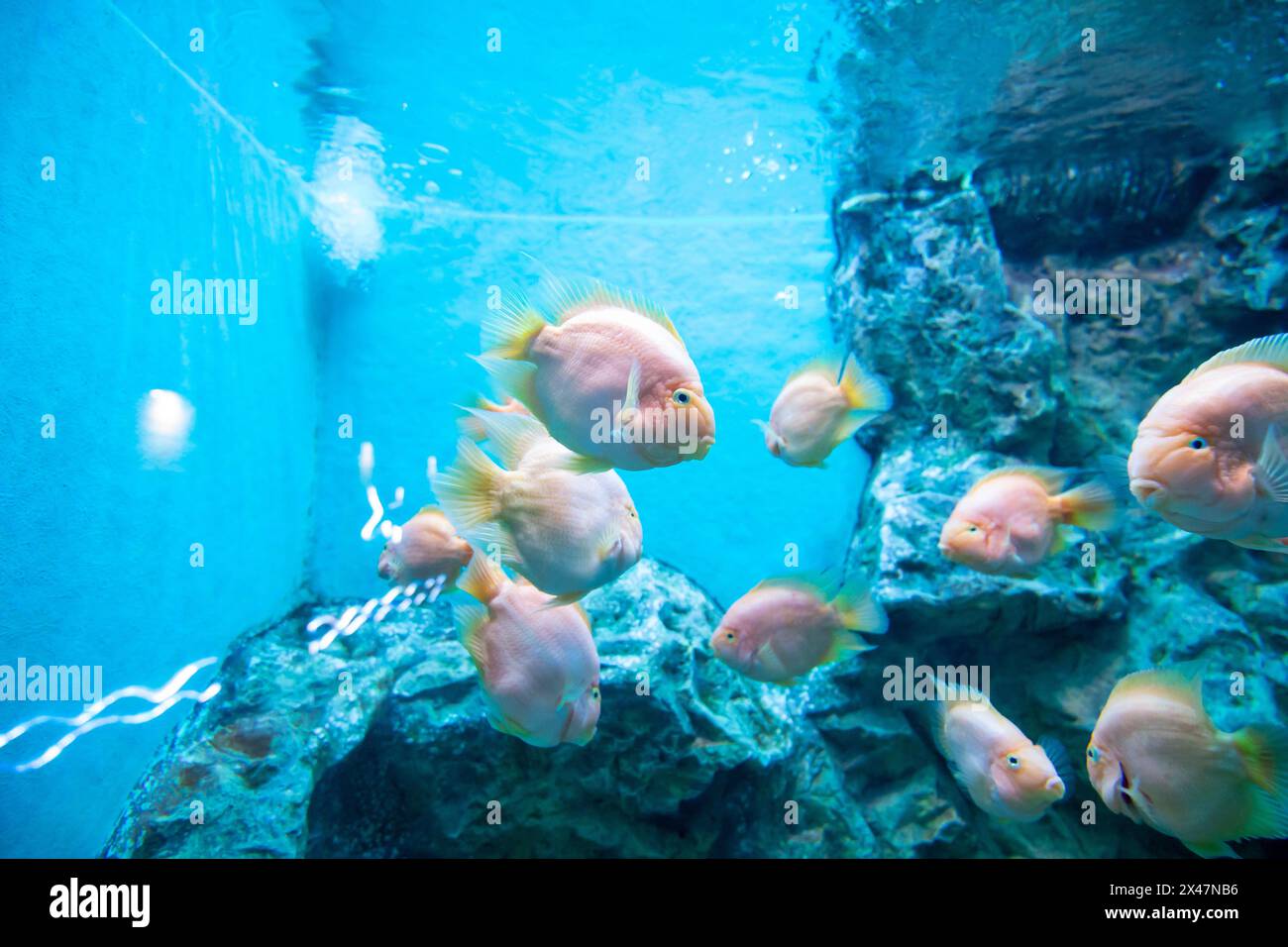 Orange parrot fish in the aquarium. Stock Photo