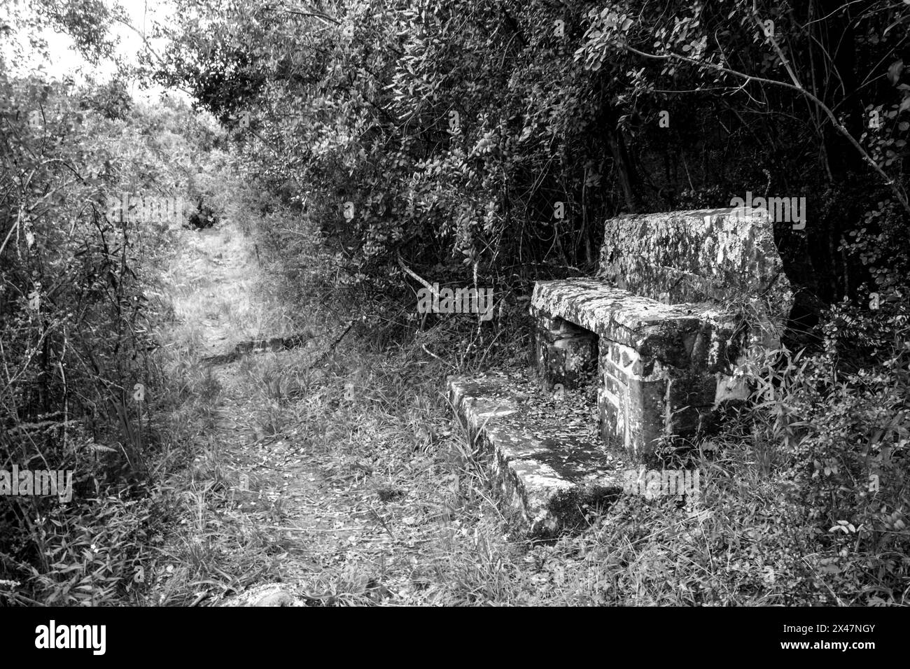 An hidden, weathered bench next to a small trail in the Royal Natal National Park in the Drakensberg Mountains of South Africa, in black and White. Stock Photo