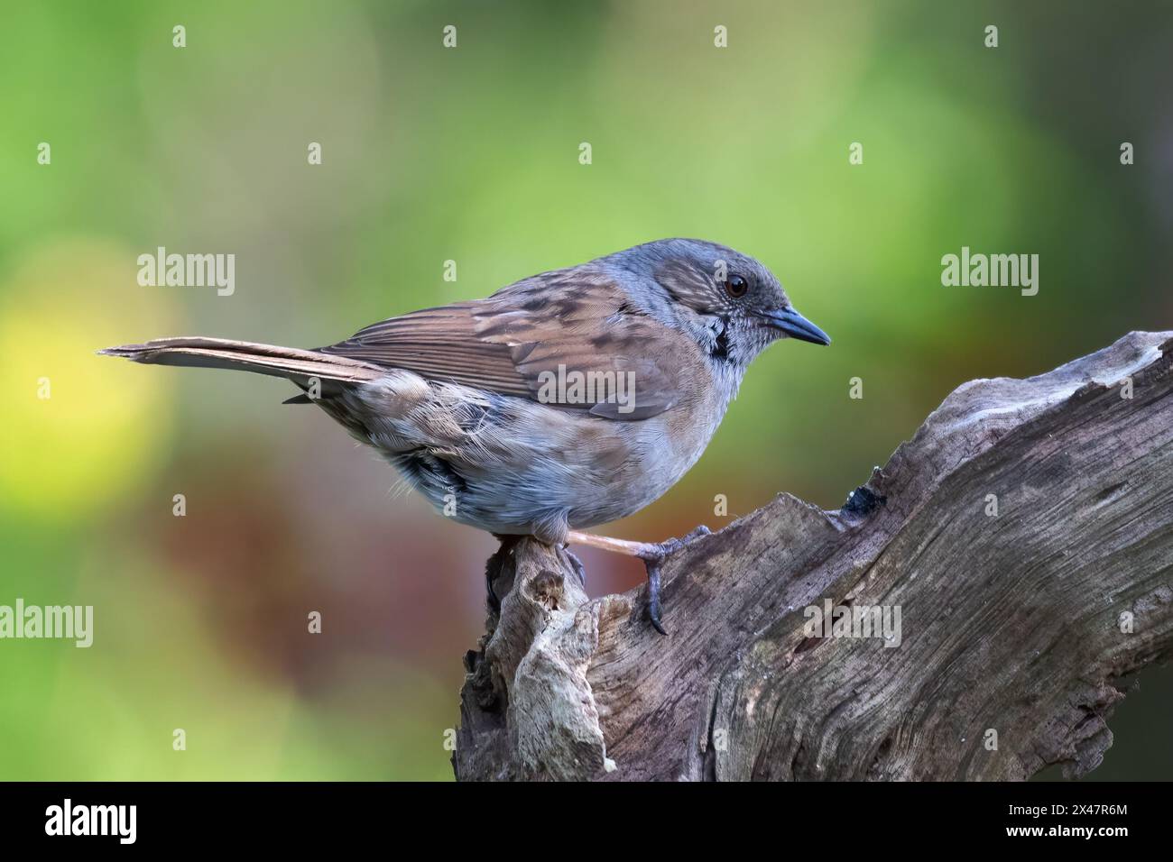 A close up of a dunnock, Prunella modularis, on an old log. It is also known as a hedge sparrow Stock Photo