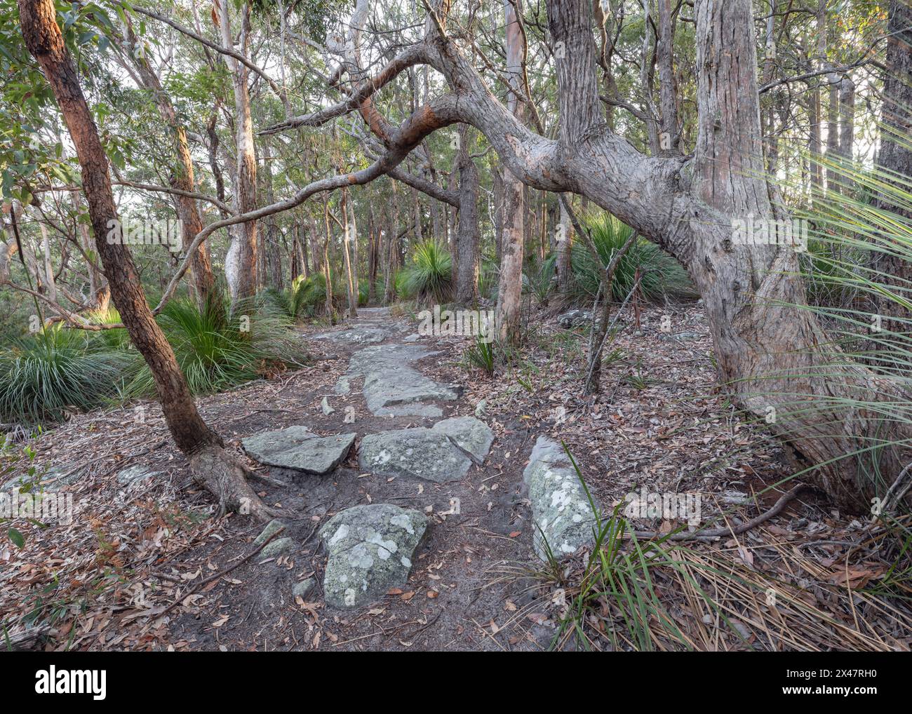 path between trees through bushland in bouddi national park nsw central ...