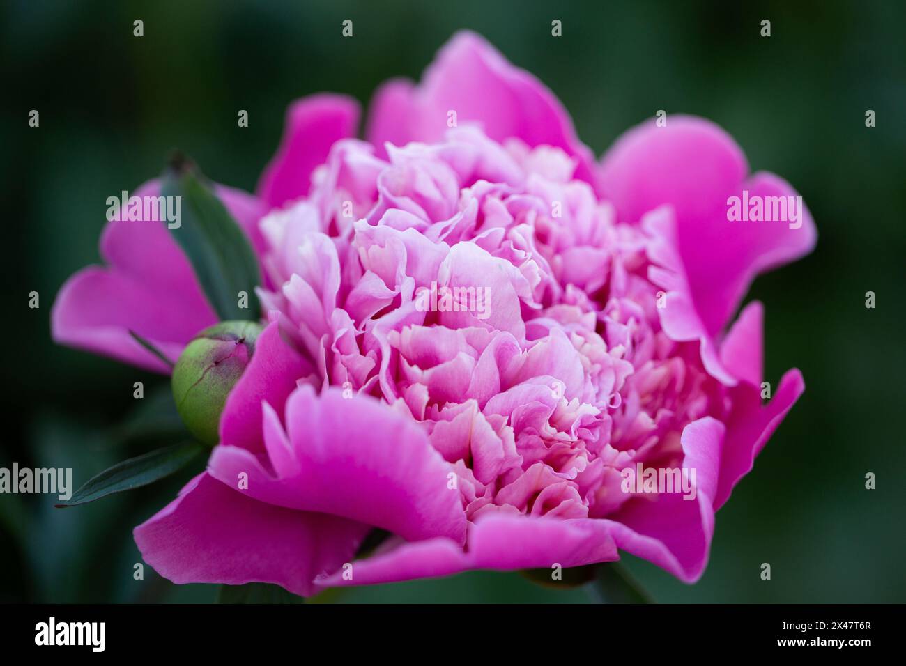 Pink peony in very close-up against green leaves Stock Photo - Alamy