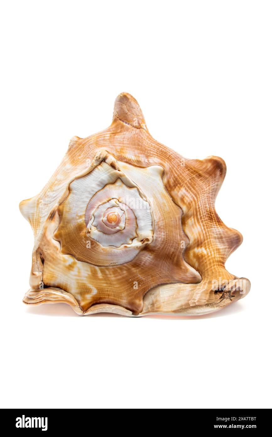 Conch Sea Shell isolated white background Stock Photo