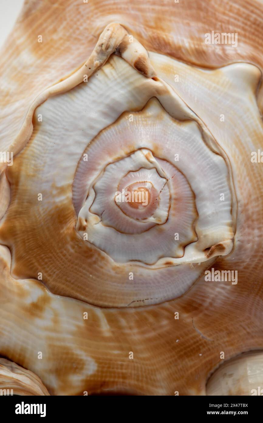 Conch Shell Close up focused on the spiral detail Stock Photo